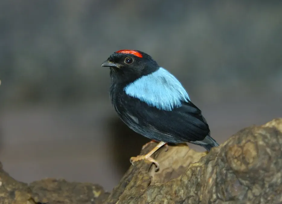 File:Prachtpipra (Chiroxiphia pareola) 01.jpg
