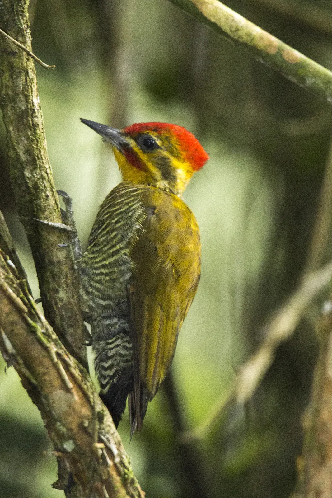 File:Piculus aurulentus.jpg