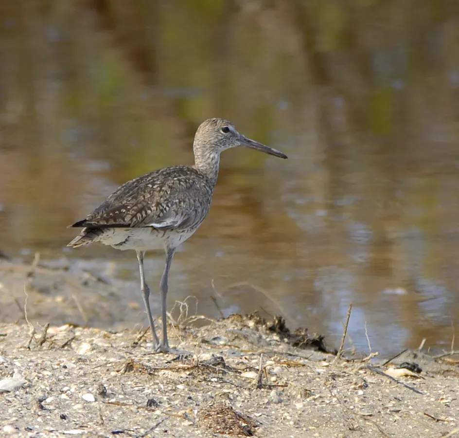 File:Willet Tringa semipalmata, Eddy Creek, Merrit Island, Brevard Co, Florida.jpg