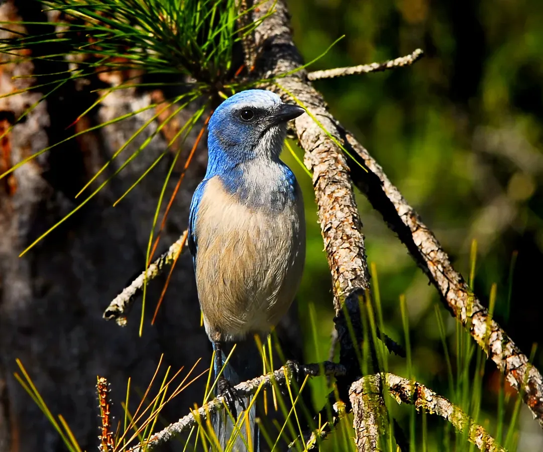 File:Florida Scrub-Jay (Aphelocoma coerulescens) - Flickr - Andrea Westmoreland.jpg