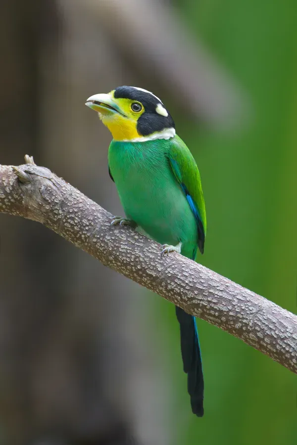 File:Psarisomus dalhousiae - Kaeng Krachan.jpg