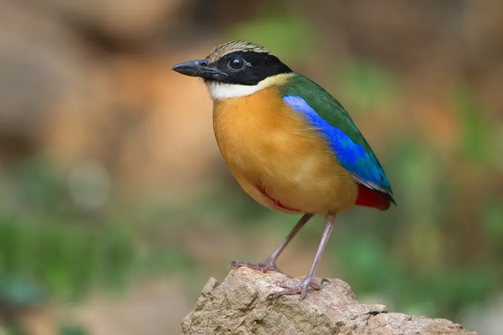 File:Pitta moluccensis - Kaeng Krachan.jpg