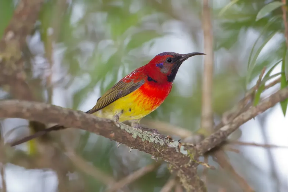 File:Aethopyga gouldiae - Doi Ang Khang.jpg
