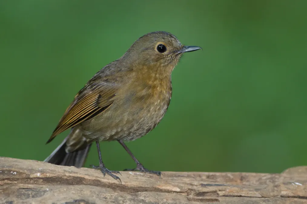 File:Myiomela leucura female - Doi Ang Khang.jpg