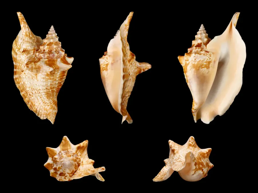 File:Lobatus gallus 01.JPG
