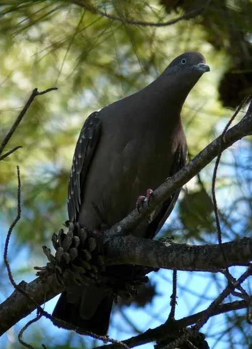 File:Patagioenas maculosa.jpeg