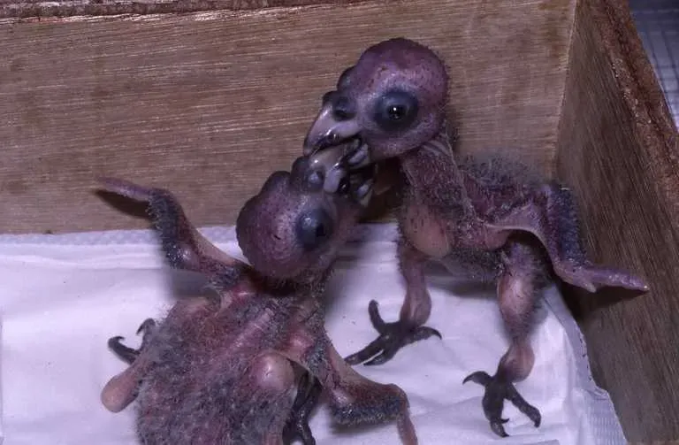 File:Amazona versicolor hatchlings.jpeg