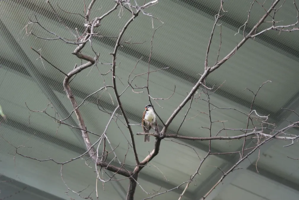 File:Paradoxornis gularis in Prague Zoo 02.JPG