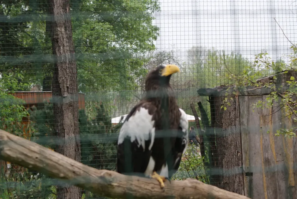File:Haliaeetus pelagicus in Prague Zoo 02.JPG
