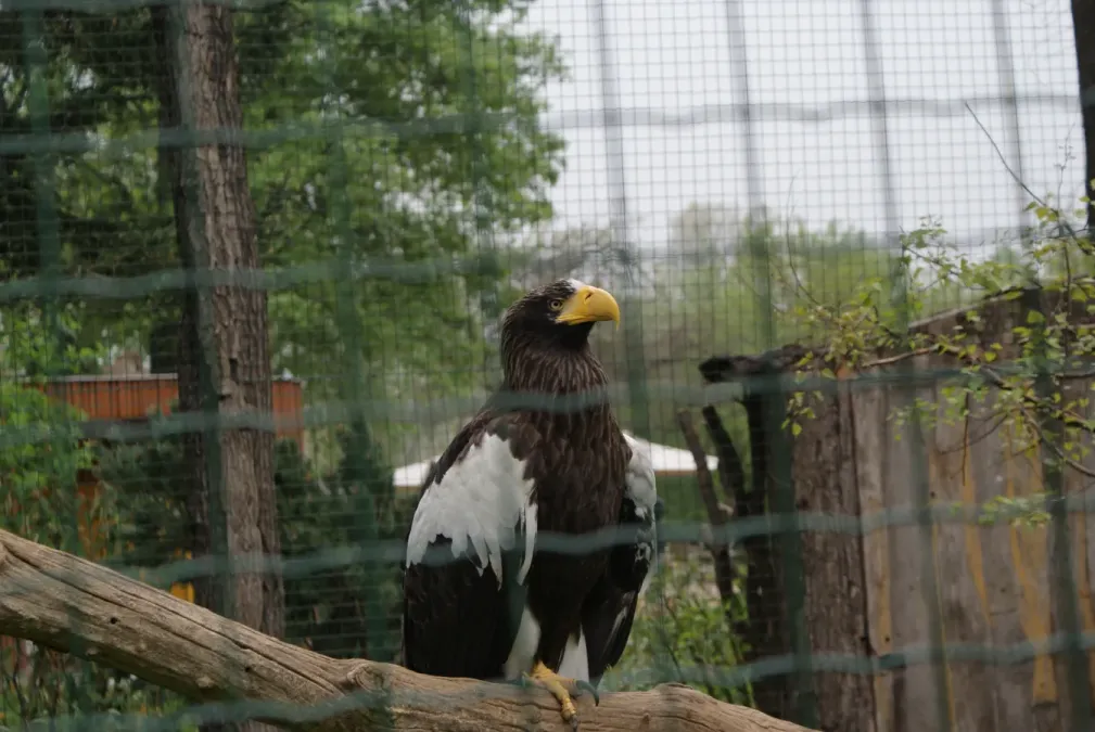 File:Haliaeetus pelagicus in Prague Zoo 03.JPG