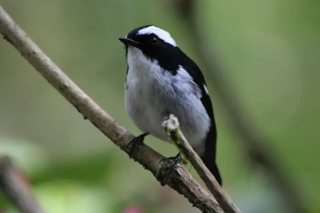 File:Ficedula westermanni Kinabalu 1.jpg