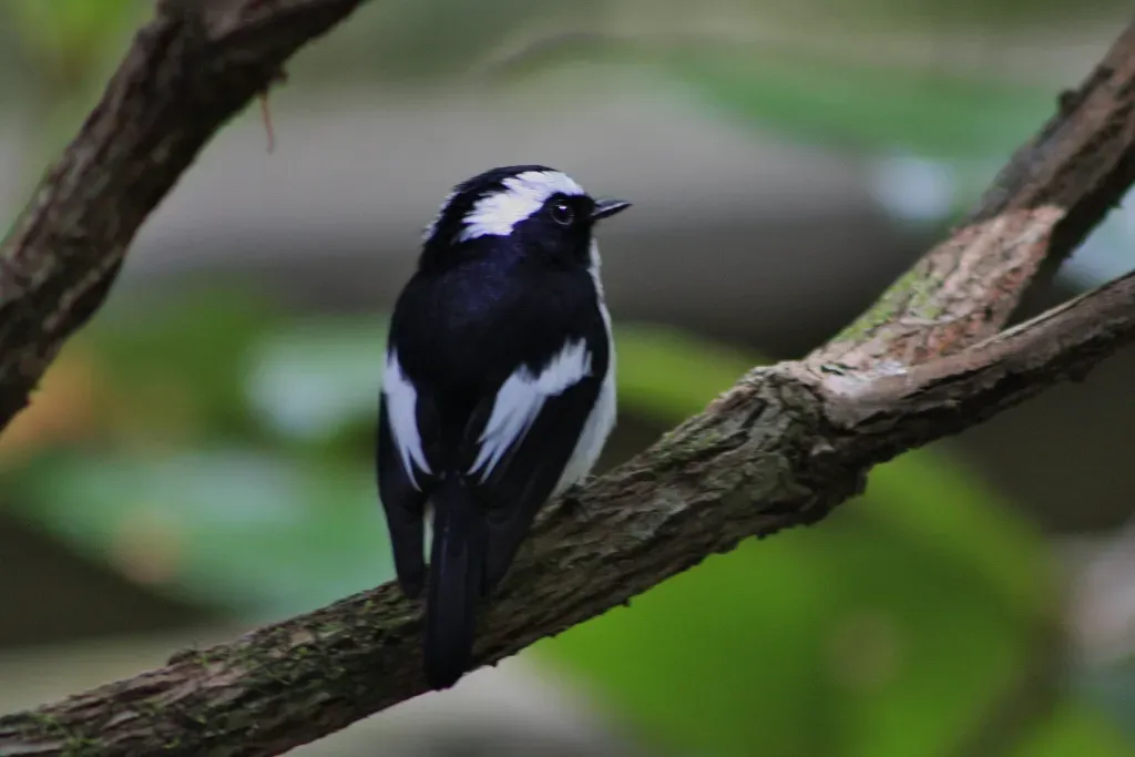 File:Ficedula westermanni Kinabalu 2.jpg