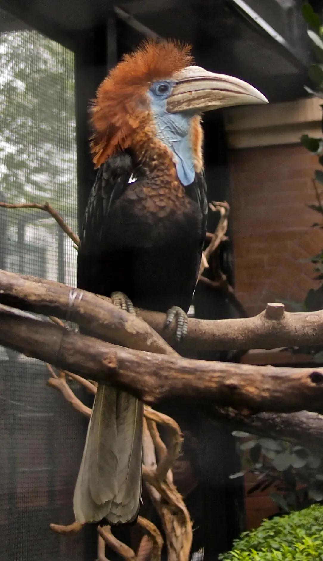 File:Ceratogymna elata -Hong Kong Zoo-8a crop.jpg