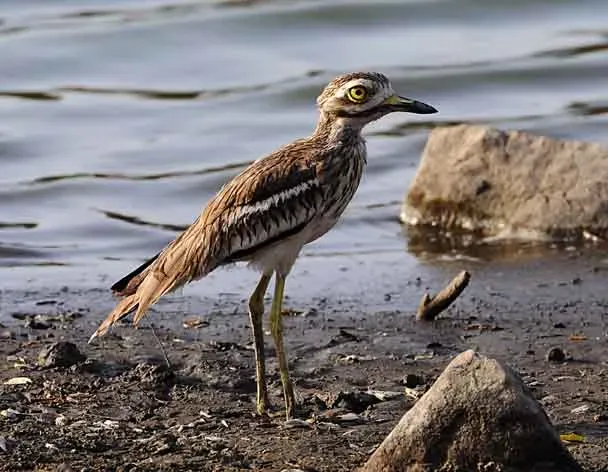 File:Indian Stone-curlew Burhinus indicus (4192874412).jpg