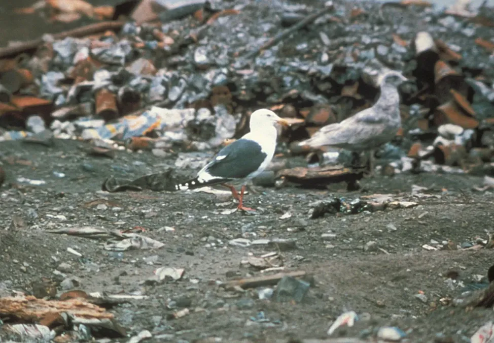 File:Larus schistisagus-USFWS.jpg