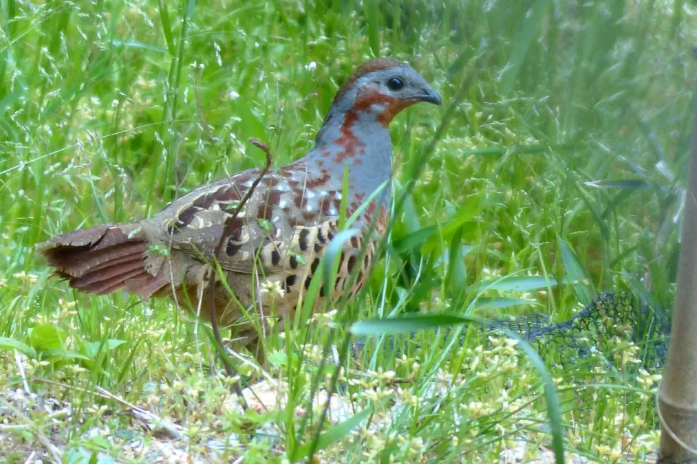 File:Bambusicola thoracicus 2013-1.JPG