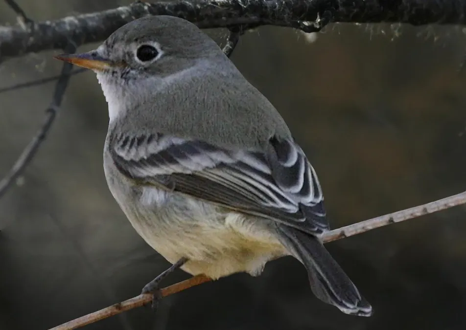 File:Empidonax wrightii Richard Crossley.jpg