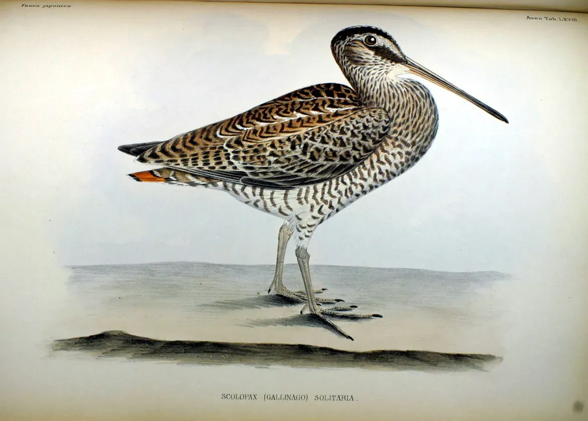File:Scolopax (Gallinago) solitaria Fauna Japonica.jpg