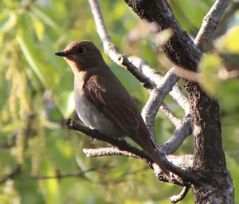 File:Cyanoptila cyanomelana female.JPG