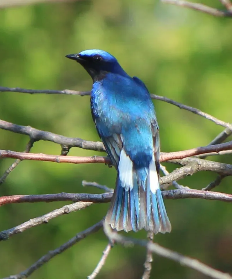 File:Cyanoptila cyanomelana male.JPG