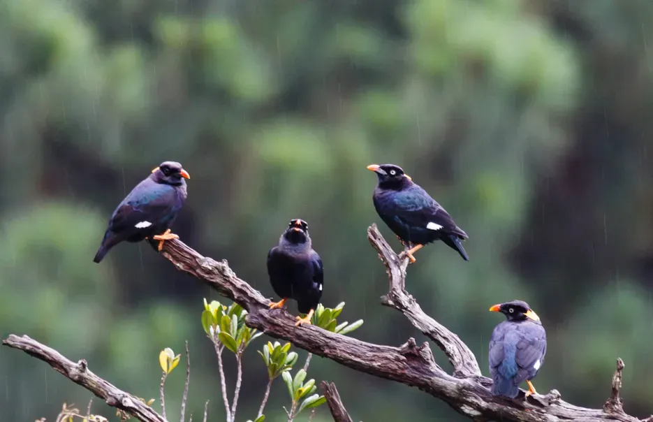 File:Gracula ptilogenys Knuckles Reserve, Sri Lanka 1.jpg