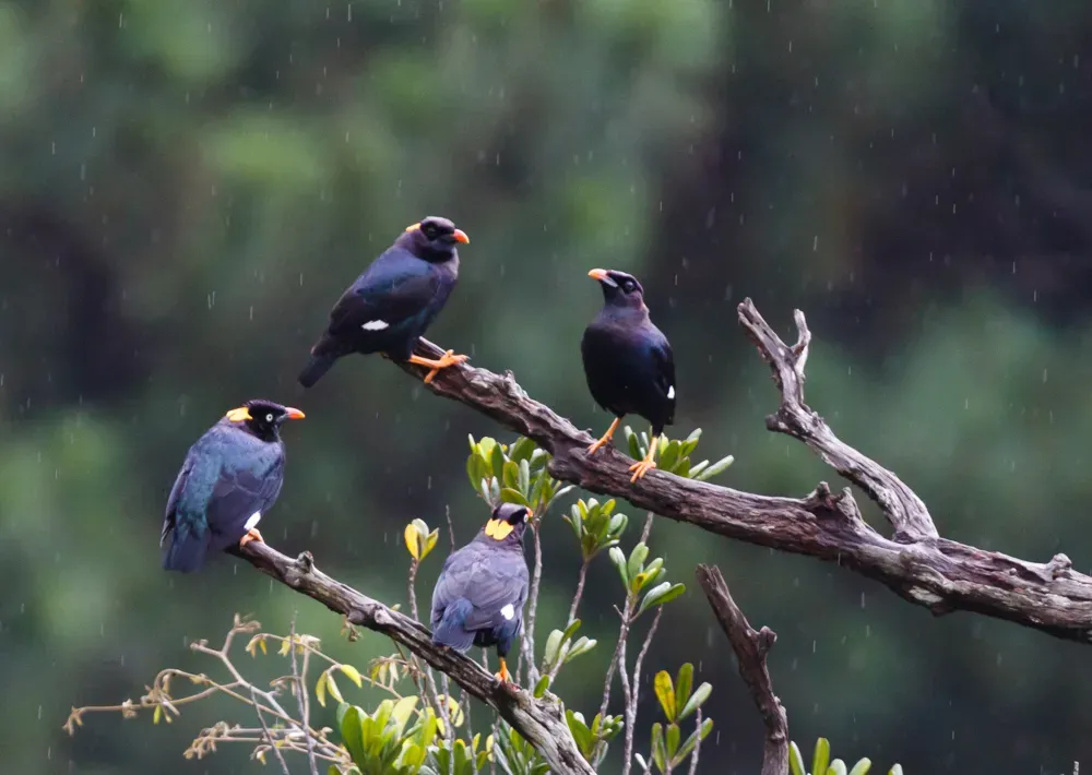 File:Gracula ptilogenys Knuckles Reserve, Sri Lanka 2.jpg