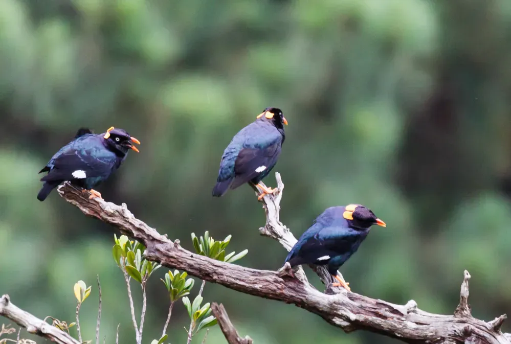 File:Gracula ptilogenys Knuckles Reserve, Sri Lanka 3.jpg
