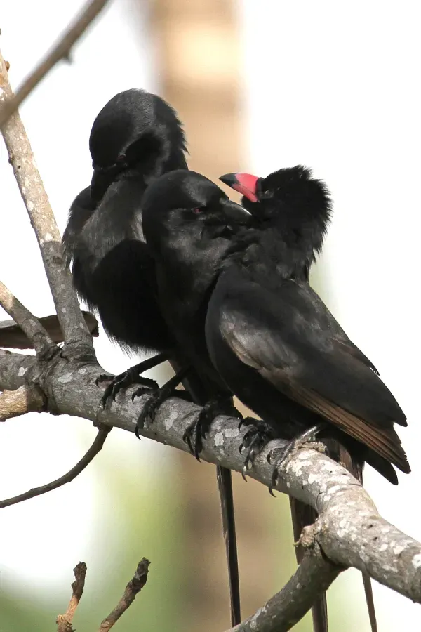 File:Ptilostomus afer family.jpg