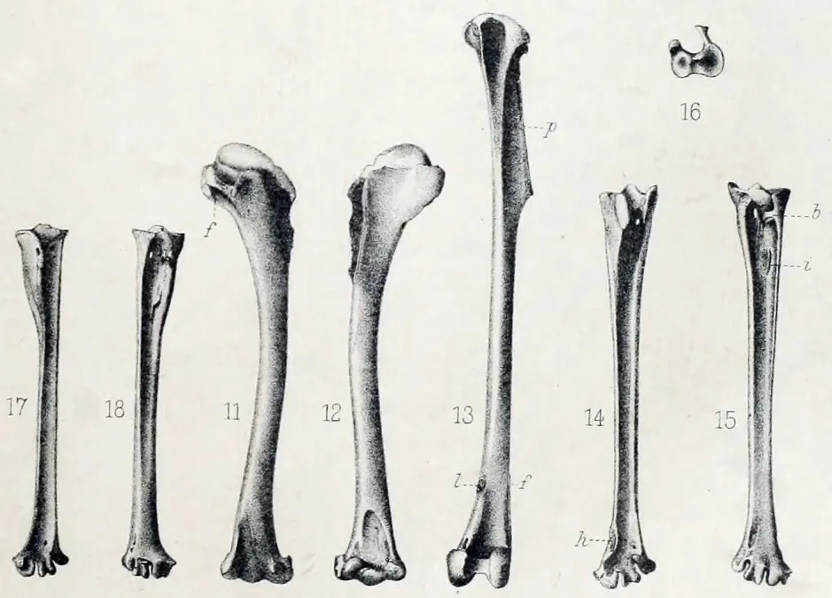 File:Mascarenotus sauzieri.jpg