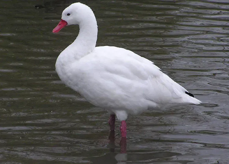 File:Coscoroba coscoroba1.jpg