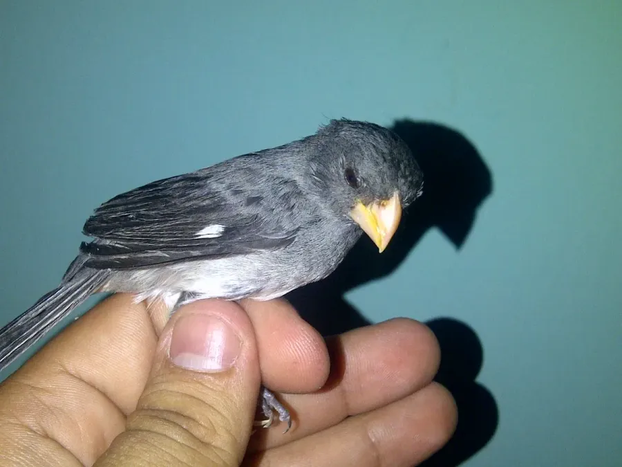 File:Sporophila intermedia adulto. macho de 1 decada....jpg
