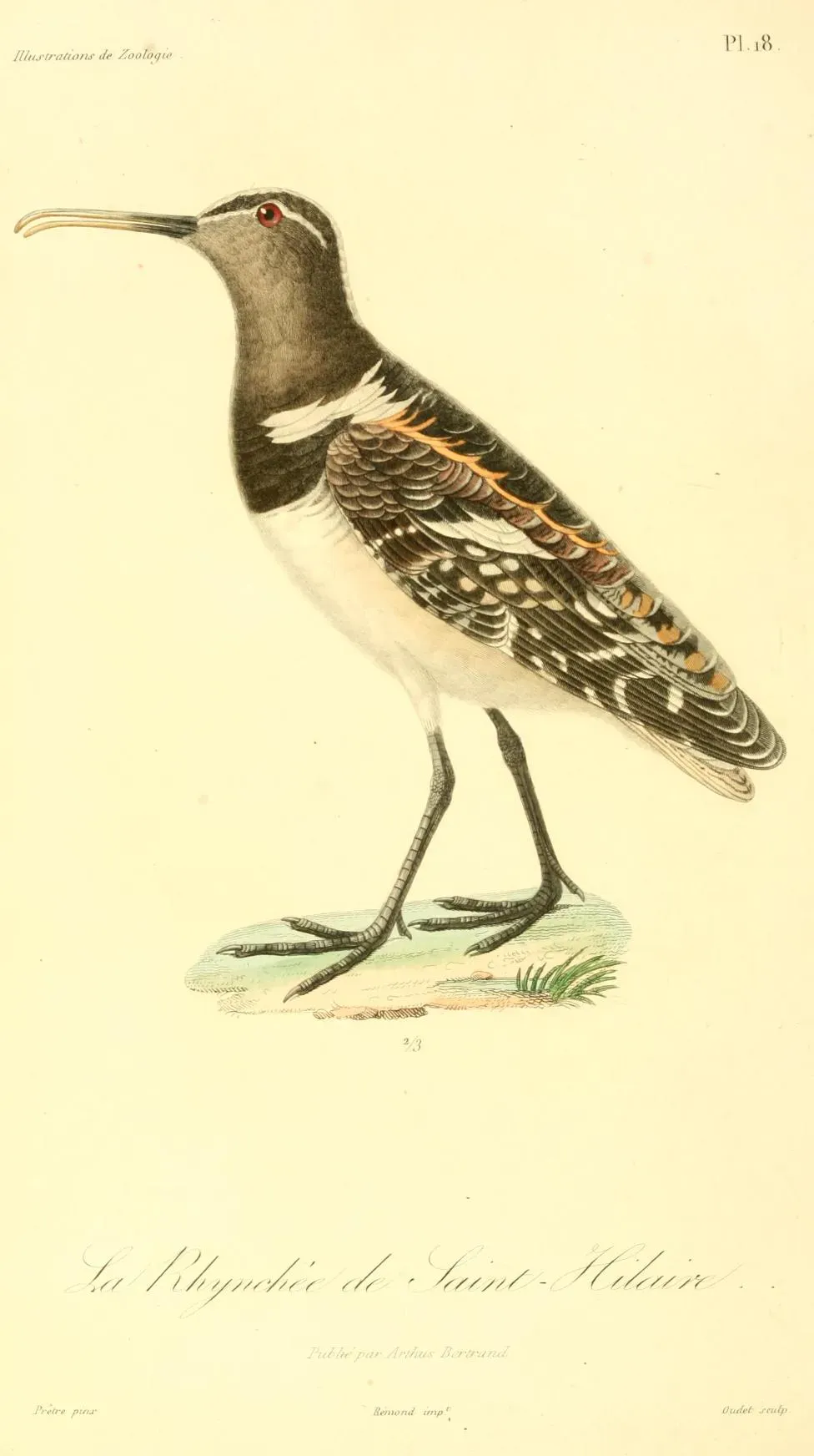 File:Nycticryphes semicollaris 1831.jpg