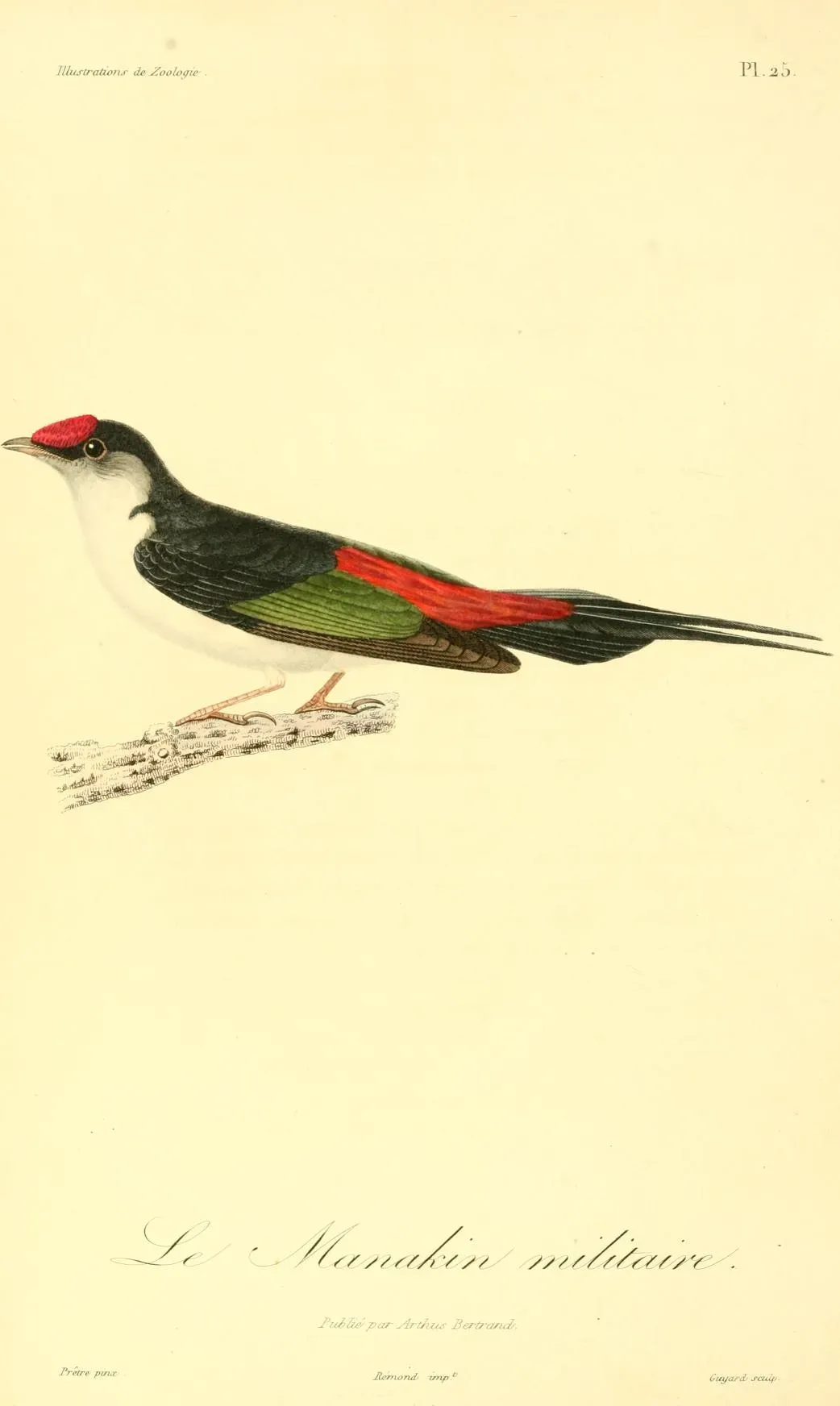 File:Ilicura militaris 1831.jpg
