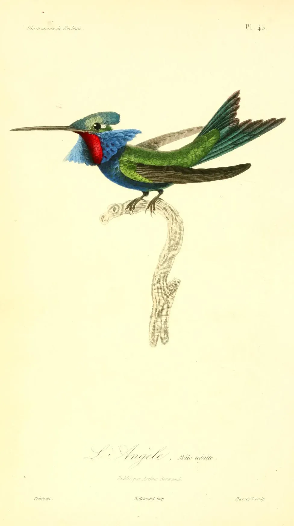 File:Heliangelus amethysticollis 1831 (mâle).jpg