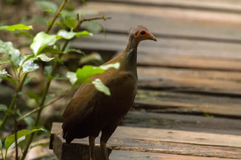 File:Philippine Megapode Tabon Scrubfowl Megapodius cumingii photographed in the wild on Palawan Island Philippines in 2013 by Devon Pike.jpg