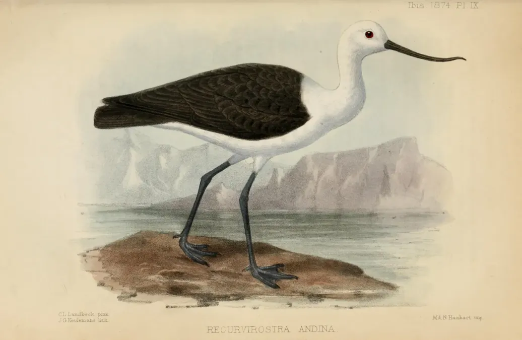 File:Recurvirostra andina - Ibis 1874.JPG