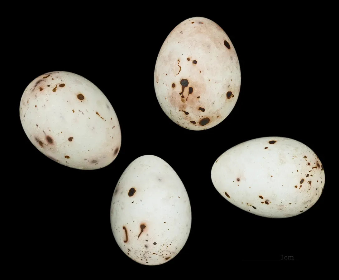 File:Pinson des arbres – Fringilla coelebs moreletti – Flamengos Fayal Açores 222.jpg
