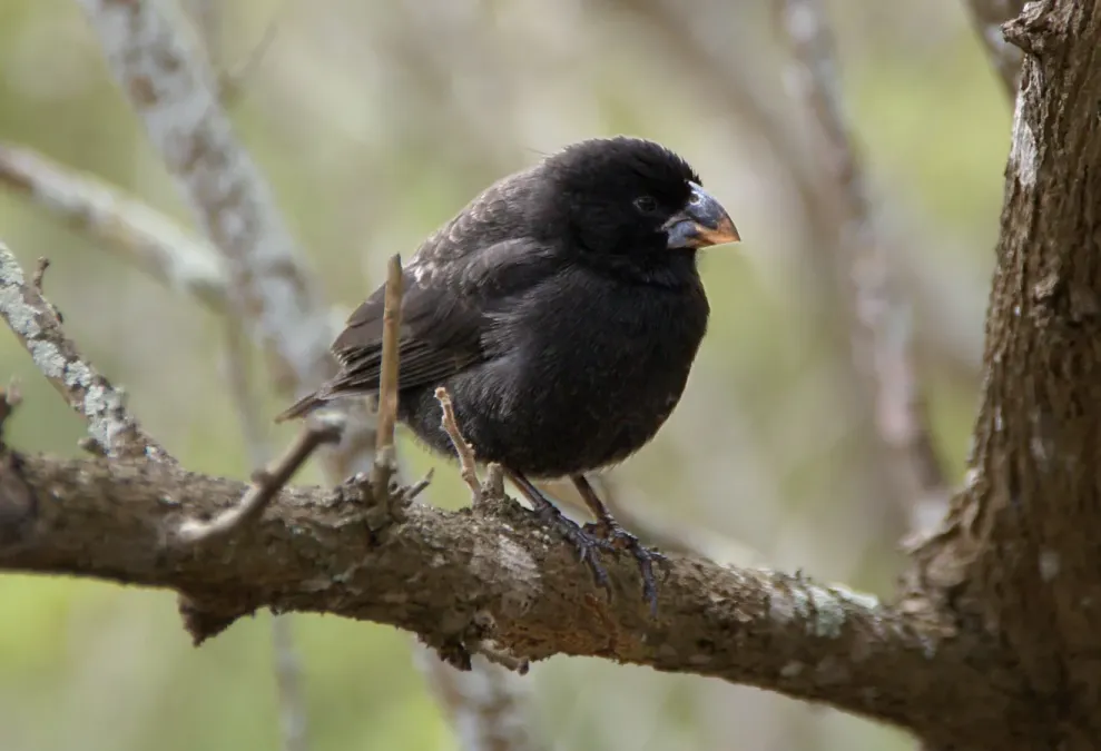 File:Geospiza fortis.jpg