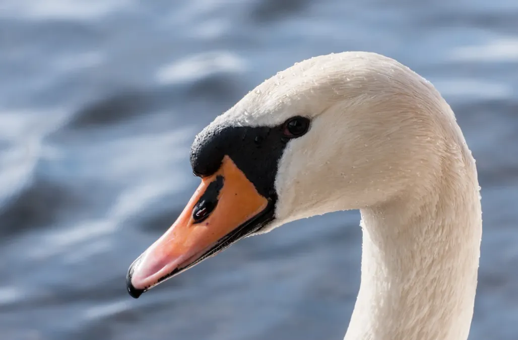 File:Cygnus olor portrait (MK).jpg