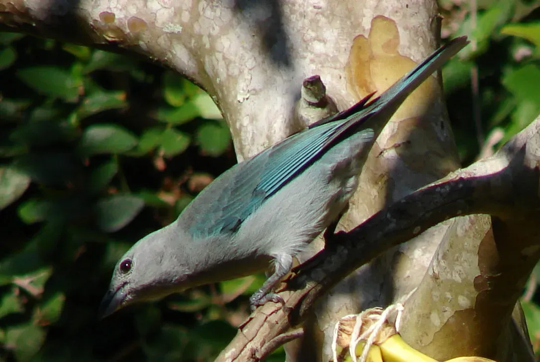 File:Thraupis sayaca.JPG