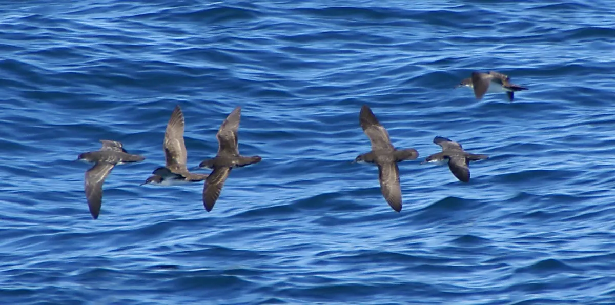 File:Puffinus subalaris Galapagos.jpg