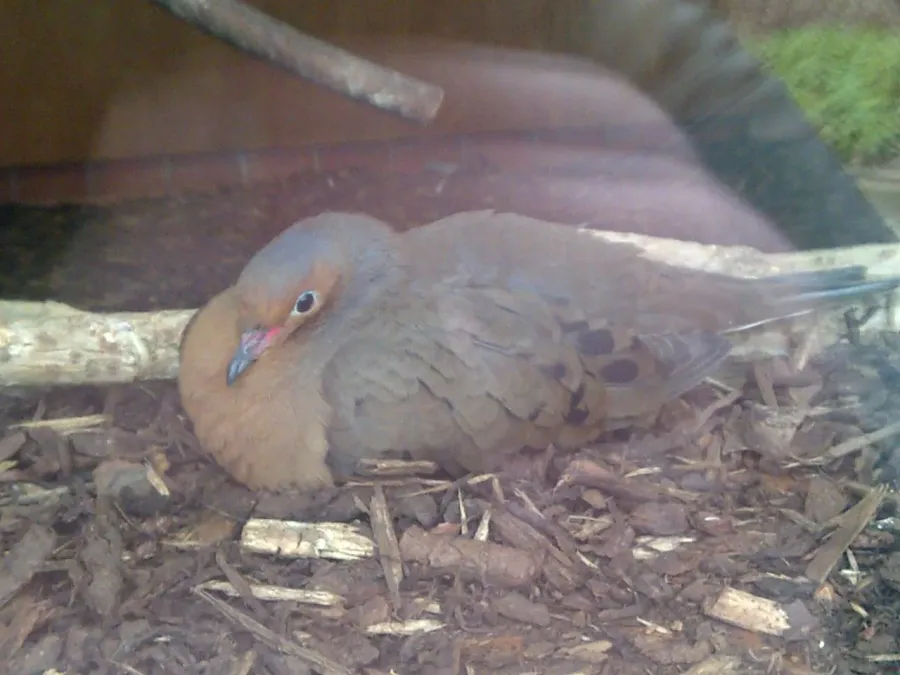 File:Ma - Zenaida graysoni - 1.jpg