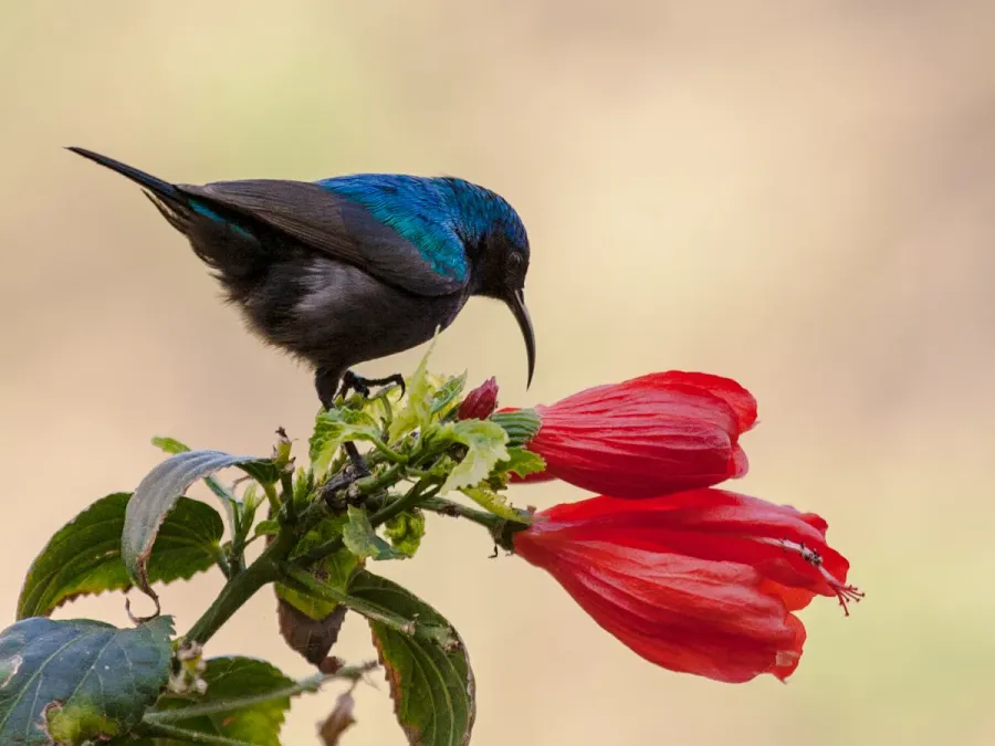 File:Palestine Sunbird - Cinnyris osea.jpg