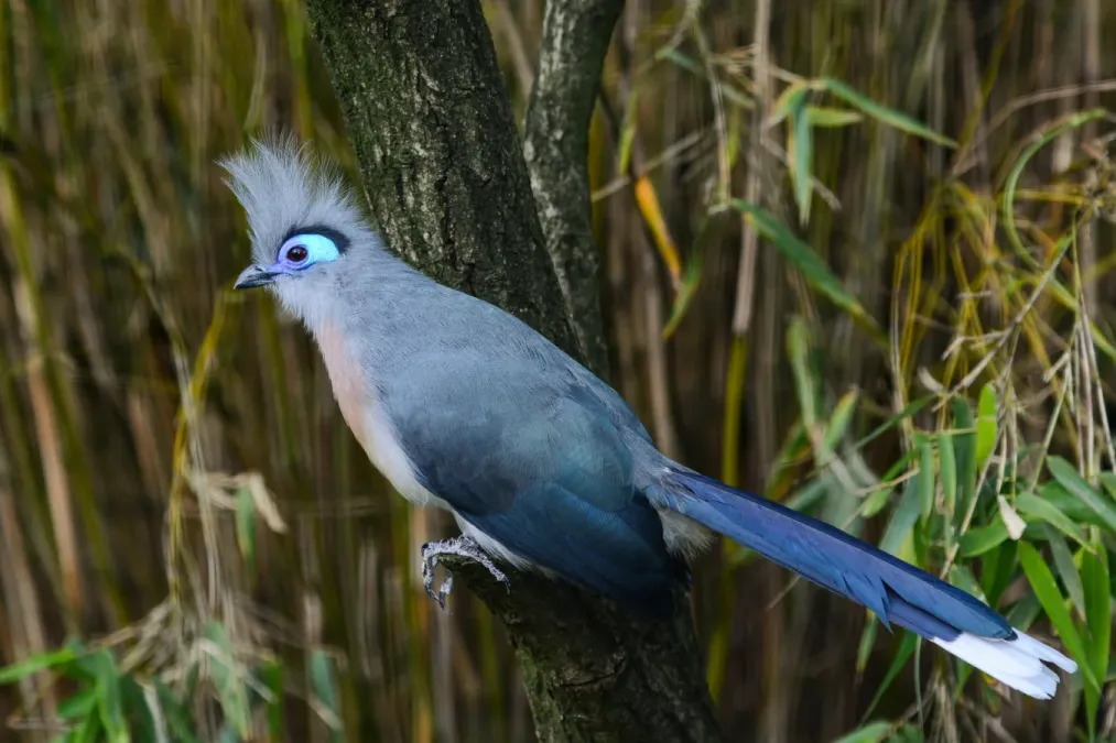 File:Coua cristata (Hauben-Seidenkuckuck - Crested Coua) - Weltvogelpark Walsrode 2013-08—130718 0206.jpg