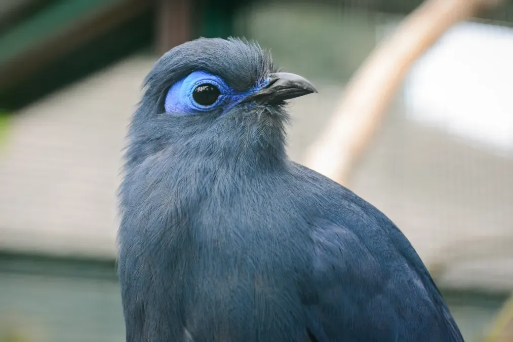 File:Coua caerulea (Blauer Seidenkuckuck - Blue Coua) - Weltvogelpark Walsrode 2013-03.jpg