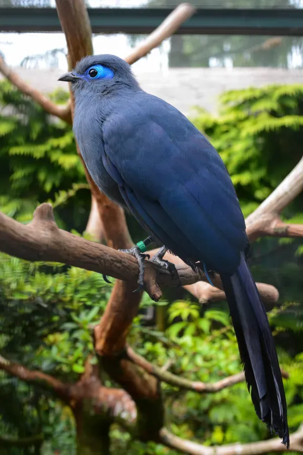 File:Coua caerulea (Blauer Seidenkuckuck - Blue Coua) - Weltvogelpark Walsrode 2013-04.jpg