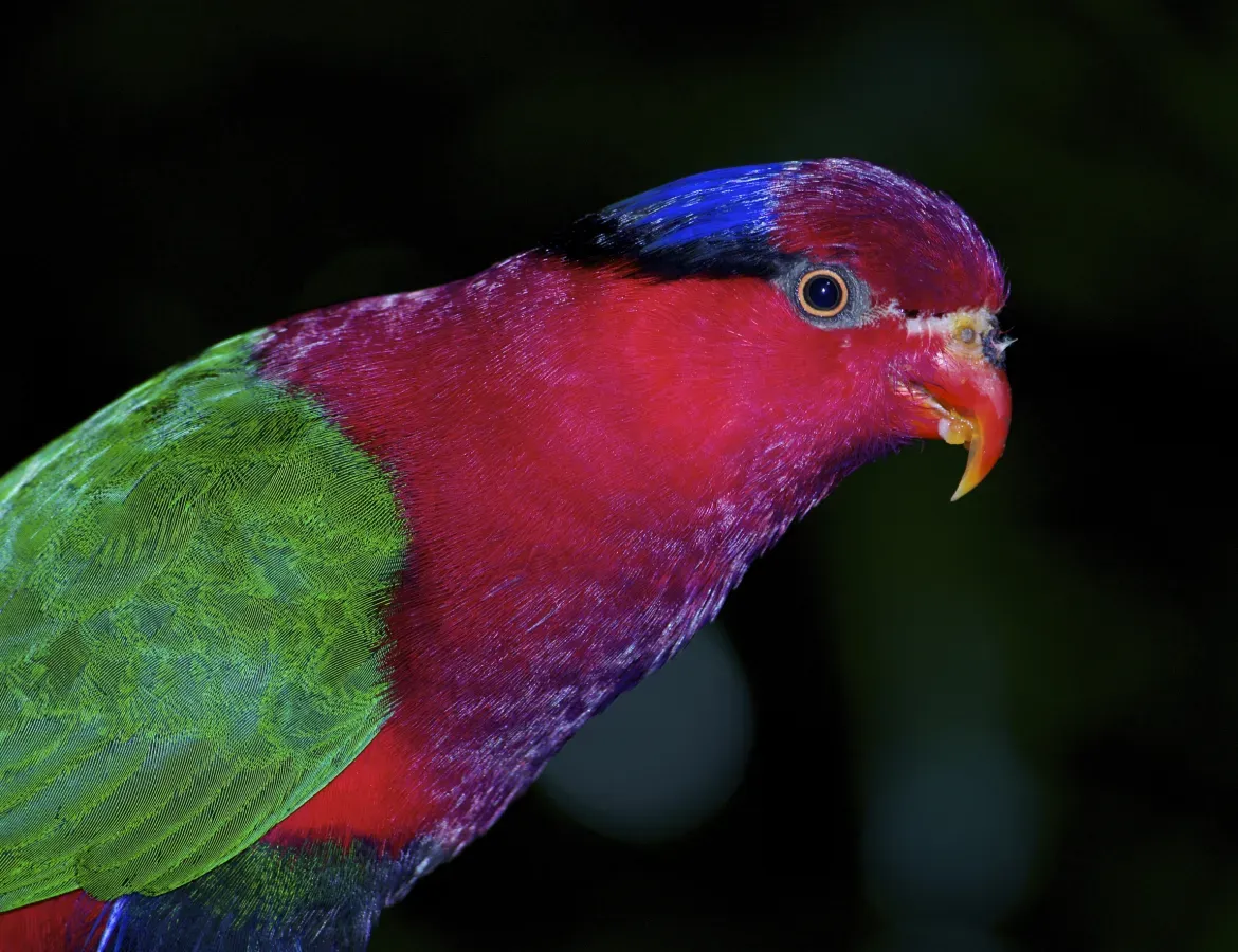 File:Charmosyna stellae Stella Lorikeet Papua New Guinea by Nick Hobgood.jpg