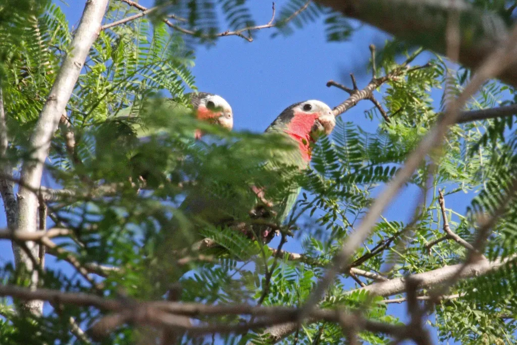 File:Cuban Amazon Parrot (Amazona leucocephala) (8596821399).jpg