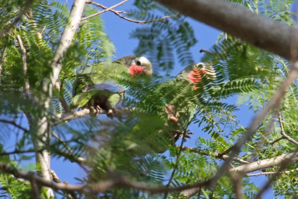 File:Cuban Amazon Parrot (Amazona leucocephala) (8597925030).jpg