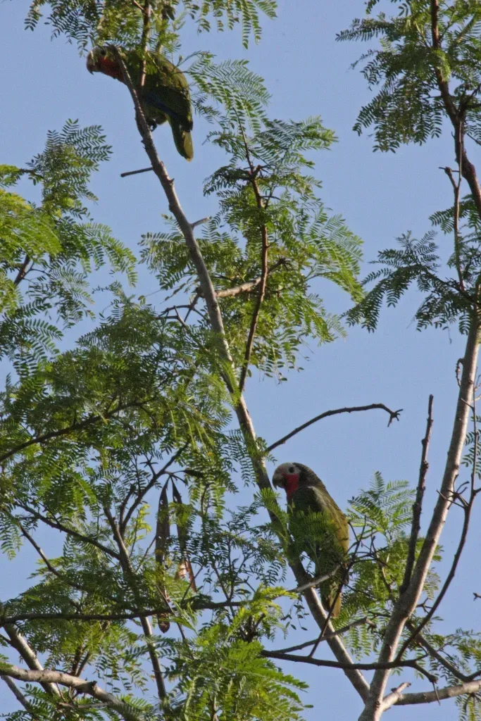 File:Cuban Amazon Parrot (Amazona leucocephala) (8597925134).jpg